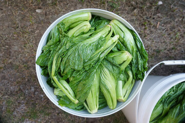 The process of making fermented vegetables.
