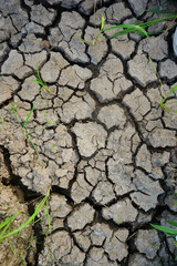 The land in rice fields has dried up due to the long dry season.