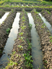 A bright morning view when the sun rises in a rice field area.