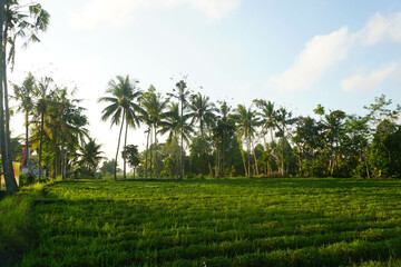 Fototapeta premium A bright morning view when the sun rises in a rice field area.