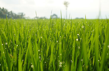 Fototapeta na wymiar Paddy plants and dew in the morning.