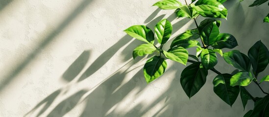 Lifestyle background featuring a green houseplant casting a shadow on a white wall.
