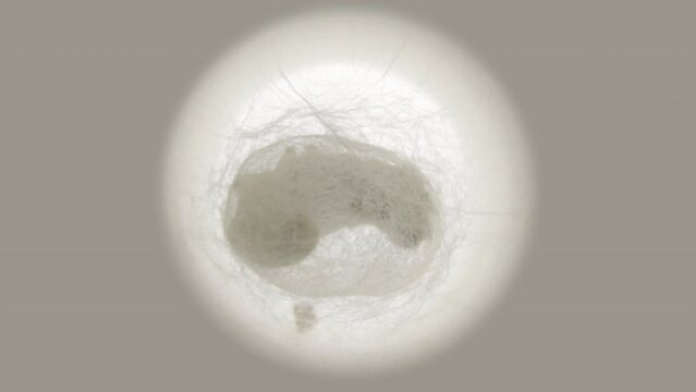 Time lapse silkworm 05 : x24 high-speed , Time lapse of silkworm making cocoon.