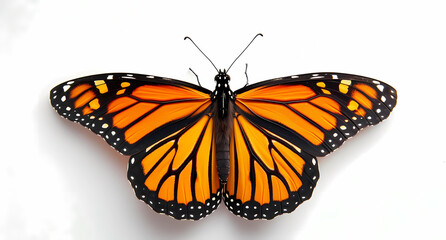 Fototapeta na wymiar the monarch butterfly white background