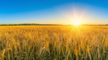 Fototapeta premium Golden wheat field under a clear blue sky, panoramic view to showcase the natural beauty and golden hour light, emphasizing abundance and the simplicity of nature