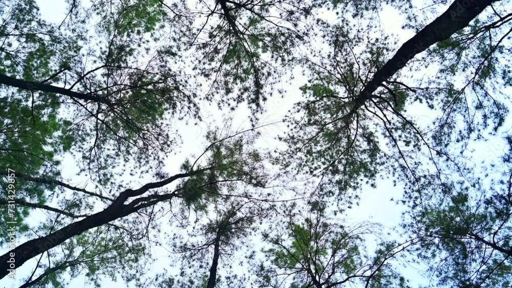 Canvas Prints Tree Tops with Sky at Pine Tree Garden in Chiang Mai Province, Thailand.