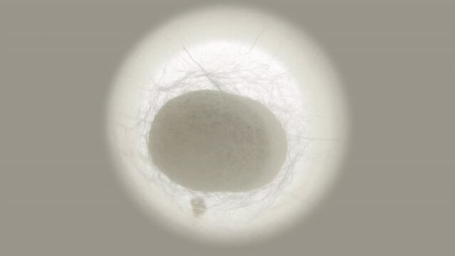 Time lapse silkworm 07 : x24 high-speed , Time lapse of silkworm making cocoon.