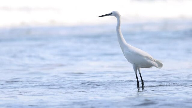 Egret's Seaside Foraging Adventure