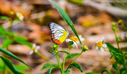 Butterflies always like to suck the honey of flowers.