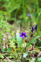 ヒメスミレ（Viola inconspicua subsp）とコピースペース／紫色の小さな花