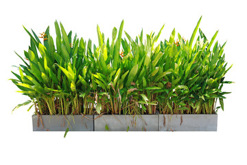 Ornamental plants and green hedges (shrubs). Heliconia is a herbaceous plant with underground rhizomes. with red-orange flowers popularly planted as a natural fence Isolated on white background. (png)
