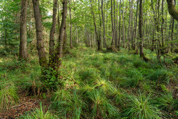 Darßer Urwald im Nationalparks Vorpommersche Boddenlandschaft