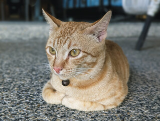 A golden-brown cat sitting on a textured surface, wearing a collar with a bell.