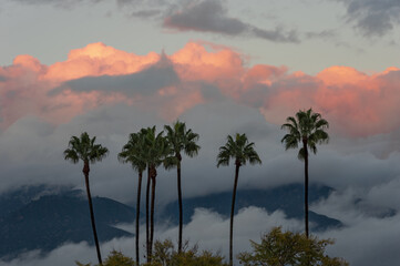 Palm trees shown against the San Gabriel Mountains and storm clouds. View, looking northeast, from Pasadena in early February 2024.