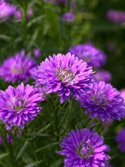Colorful violet margaret flowers in the garden