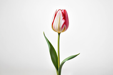 A stem red tulip isolated on white background