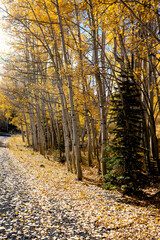 Colorado Roadside gravel dirt aspen leaves fall autumn