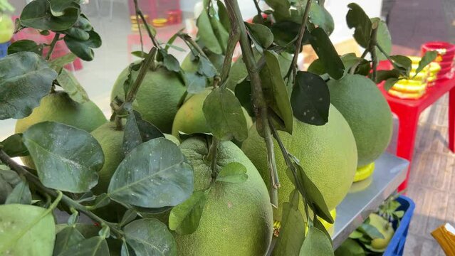 Market sell Bergamot orange. Citrus fruits of sour orange bergamot riping on thee close up.green Fruits of Bergamot orange on tree, Citrus bergamia. Green pomelo. Lime fruit. Hanging green lime.