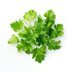Vibrant Parsley Shot in Bright Daylight Against a Crisp White Background