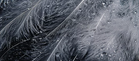 Fotobehang Macro image of water-drenched ostrich feathers for background or texture. © 2rogan