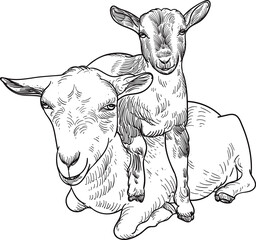 Vintage hand drawn sketch of two goats