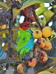 colorful bird