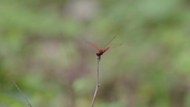 Closeup of a crimson marsh glider perched on a bare plant stick with blur background