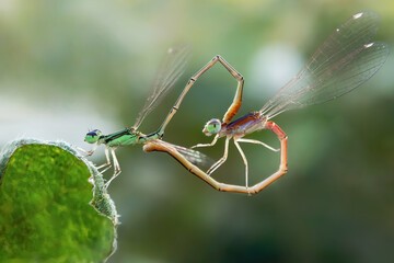 dragonfly