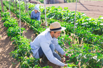 Successful young farmer checking crop of green peppers on vegetable plantation in summertime