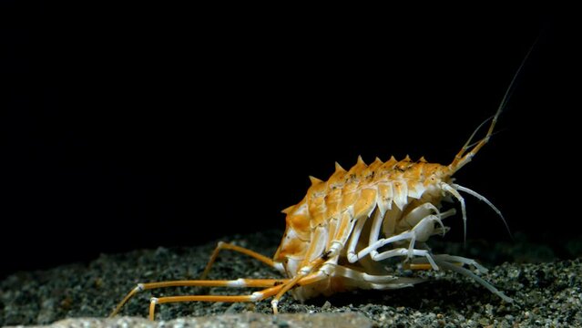 Deepwater amphipod of lake Baikal (Acanthogammarus grewingkii). One of the biggest - up to 10cm. Lives on the depths of 500 meters.
