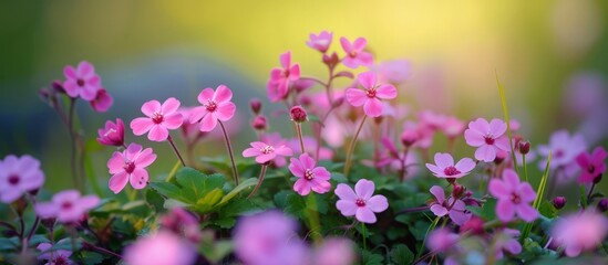 Obraz premium There is a profusion of pink flowers, including petals in shades of magenta and violet, blooming in a terrestrial plant garden.