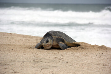 Tortuga marina en playa mexicana