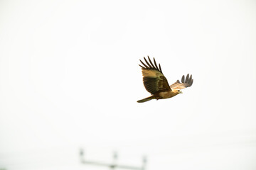 Eagle Flying in Alor Island