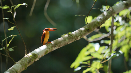 Brown Kingfisher bird from Alor Islands. 