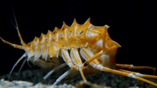 Deepwater amphipod of lake Baikal (Acanthogammarus grewingkii). One of the biggest - up to 10cm. Lives on the depths of 500 meters.