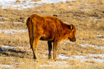 阿蘇山にいる牛