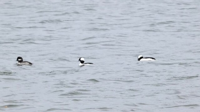 The bufflehead (Bucephala albeola) is a small sea duck, found on the coast of North America and near large bodies of water inland