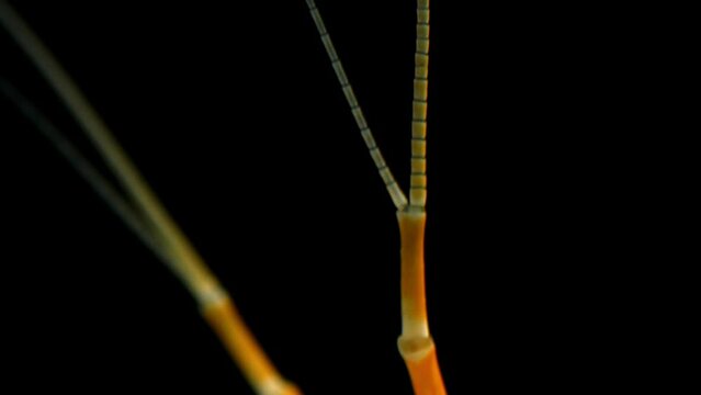 Deepwater amphipod of lake Baikal (Acanthogammarus grewingkii). One of the biggest - up to 10cm. Lives on the depths of 500 meters.