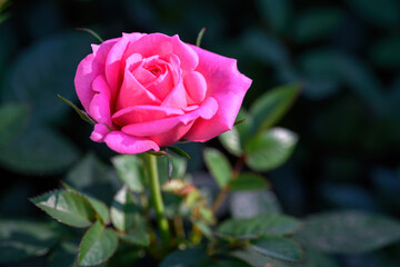 Pink Spray Rose Lovely flowers blooming in the garden, in Thailand.