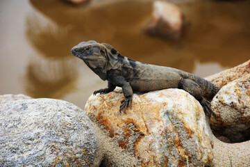 Iguana negra en rocas