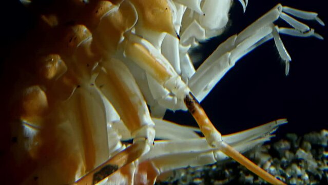 Deepwater amphipod of lake Baikal (Acanthogammarus grewingkii). One of the biggest - up to 10cm. Lives on the depths of 500 meters.
