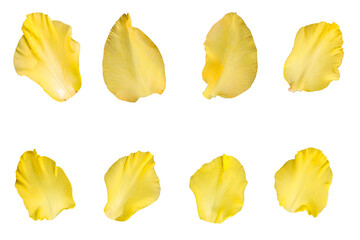 Set of yellow gladiolus petals isolated on a transparent background