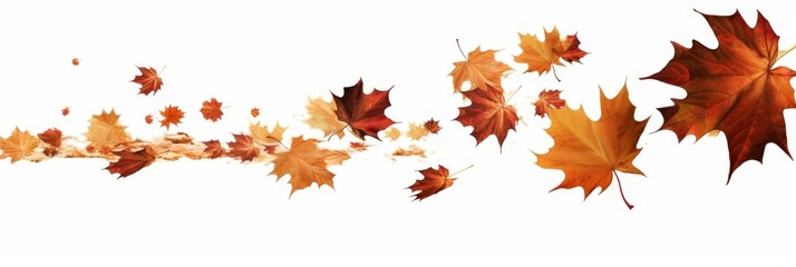 Oak and maple leaf cool background seasonal. Autumn leaves falling. Fall season specific background. Oak and maple tree dry autumn yellow red foliage