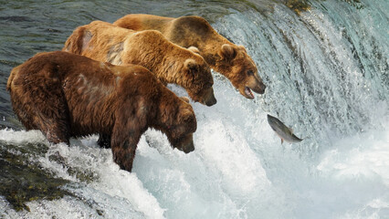 Group of Brown Bears (Ursus arctos) Fishing for Salmon