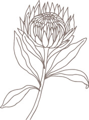 Line Drawing King Protea Flower Stem