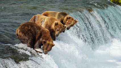 Group of Brown Bears (Ursus arctos) Fishing for Salmon