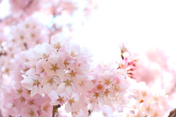 満開のエドヒガンザクラのクローズアップ