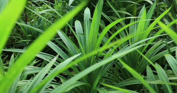 Pandan leaves grow in tropical forest