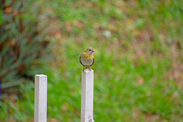 bird on a fence