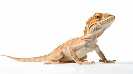 Fototapeta premium A bearded anole displaying its dewlap